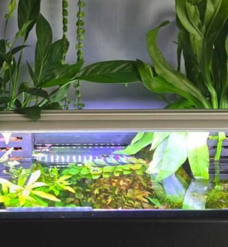 Aquarium Lighting