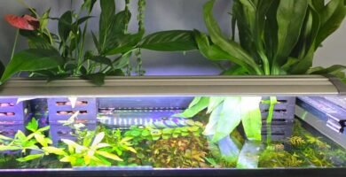 Aquarium Lighting