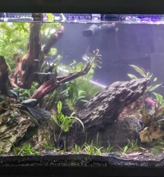 Aquarium Water Cloudy