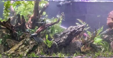 Aquarium Water Cloudy
