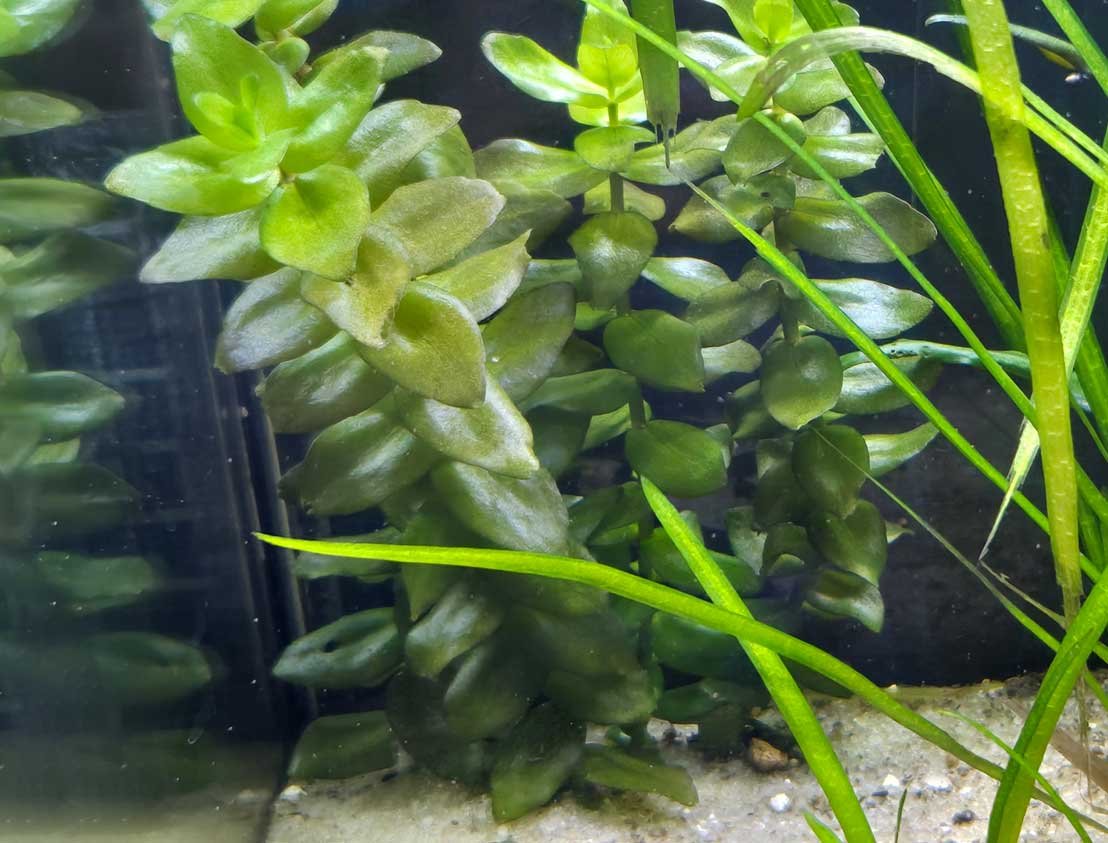 Echinodorus (Amazon Sword