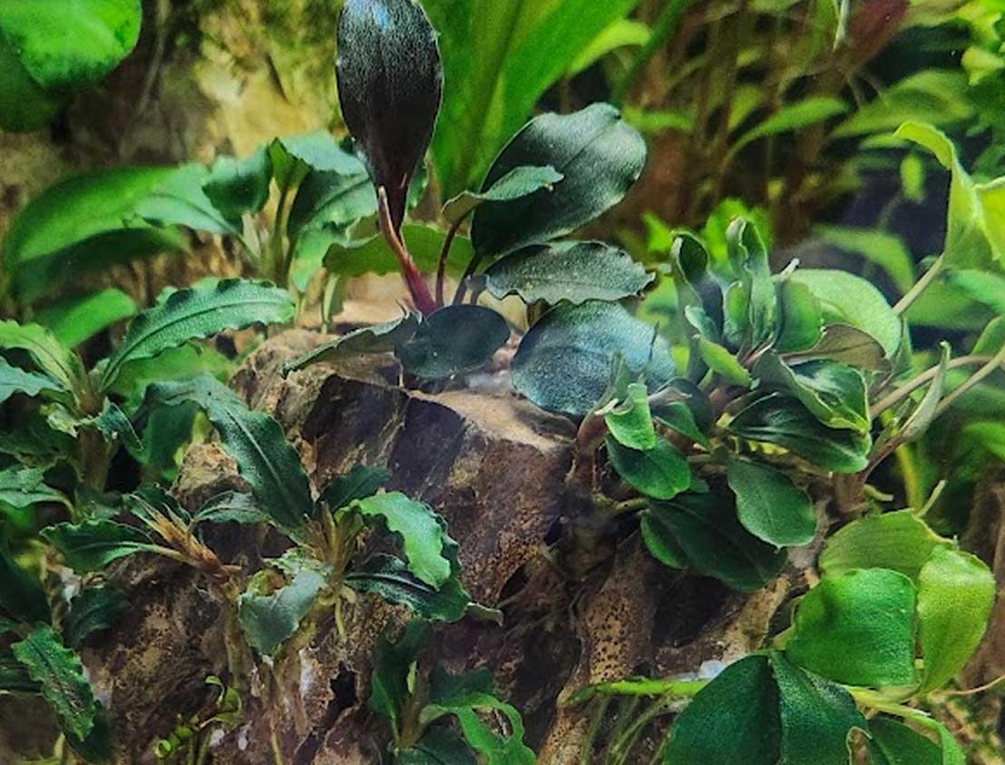 Bucephalandra
