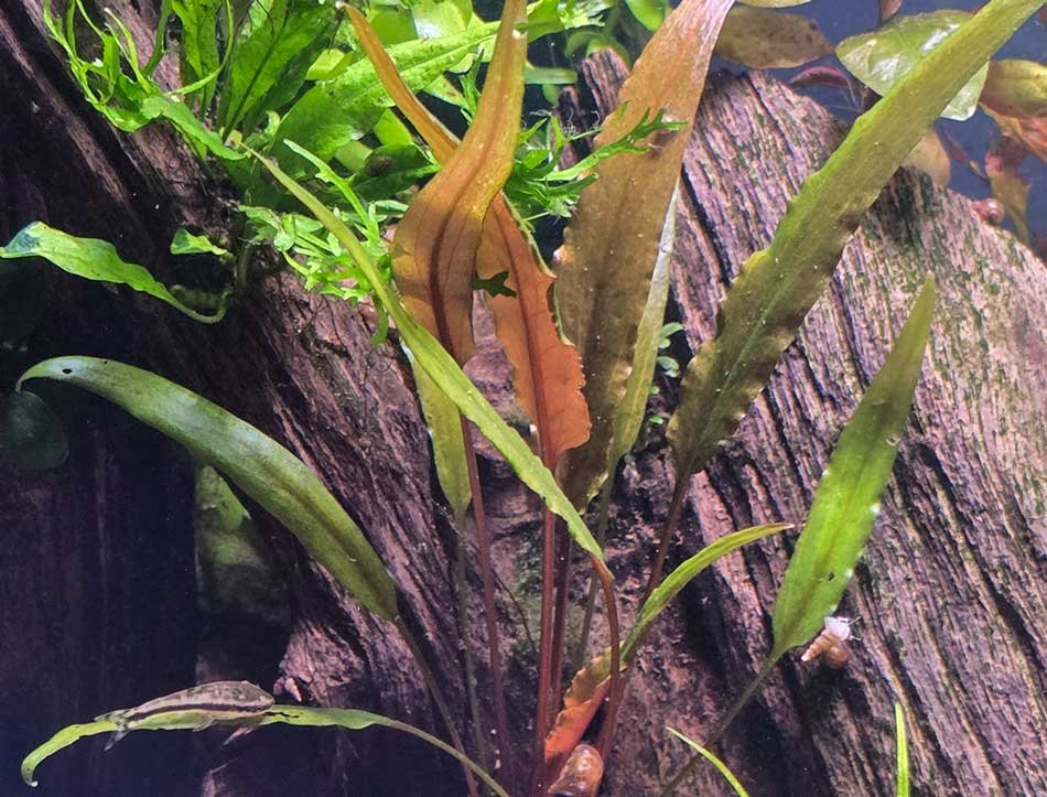 Cryptocoryne