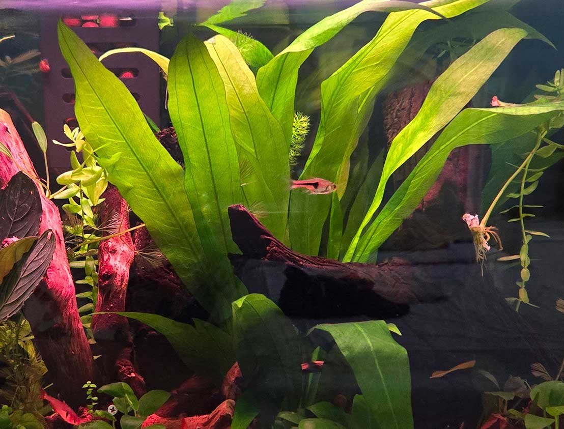 Echinodorus (Amazon Sword