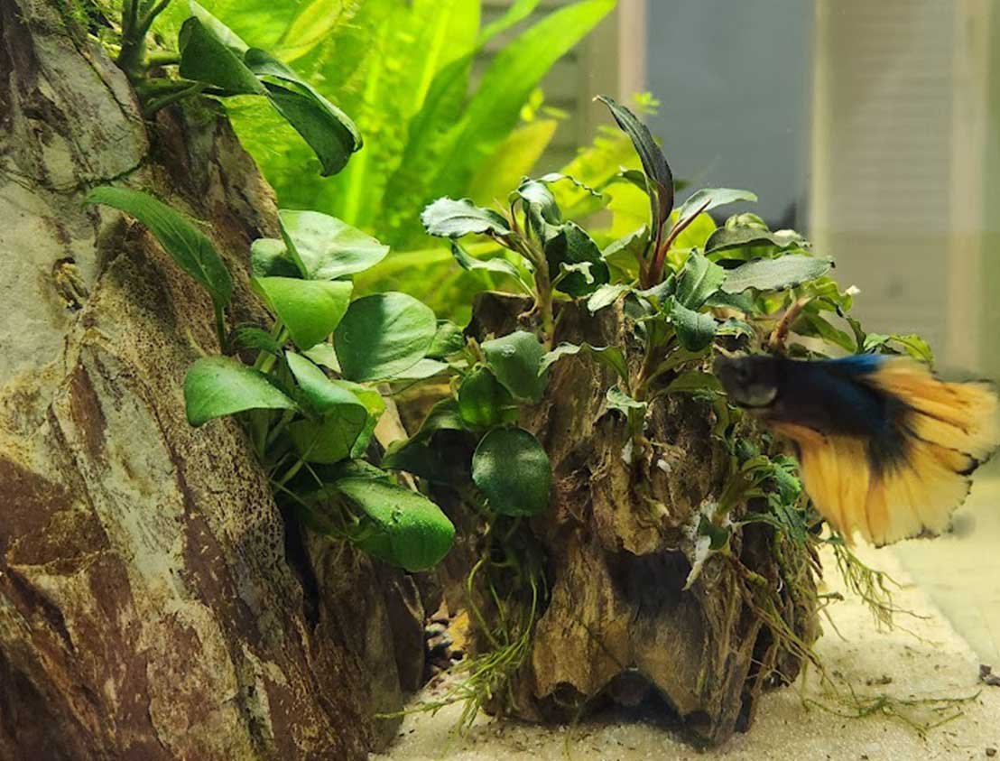 Freshwater Aquarium Plants for Beginners