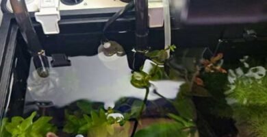 HOB aquarium filter