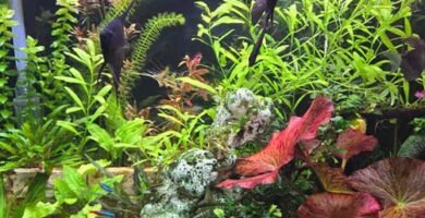 fluval 407 canister filter
