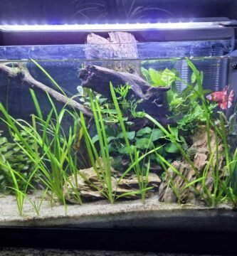 Spec Aquarium Kit