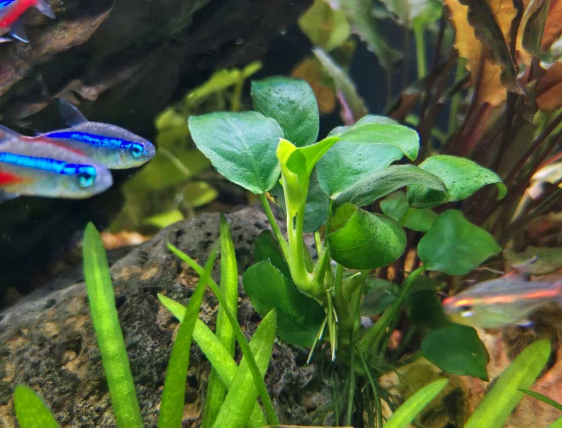 Anubias