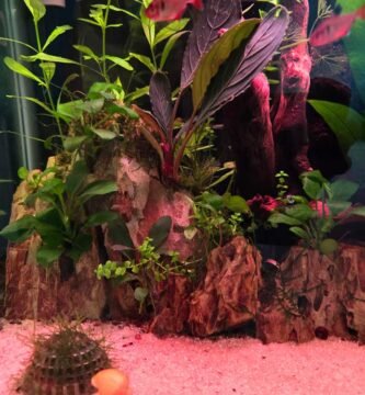 How to Cycle a Fish Tank the Right Way