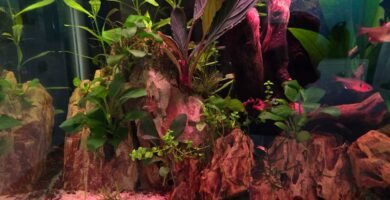 How to Cycle a Fish Tank the Right Way